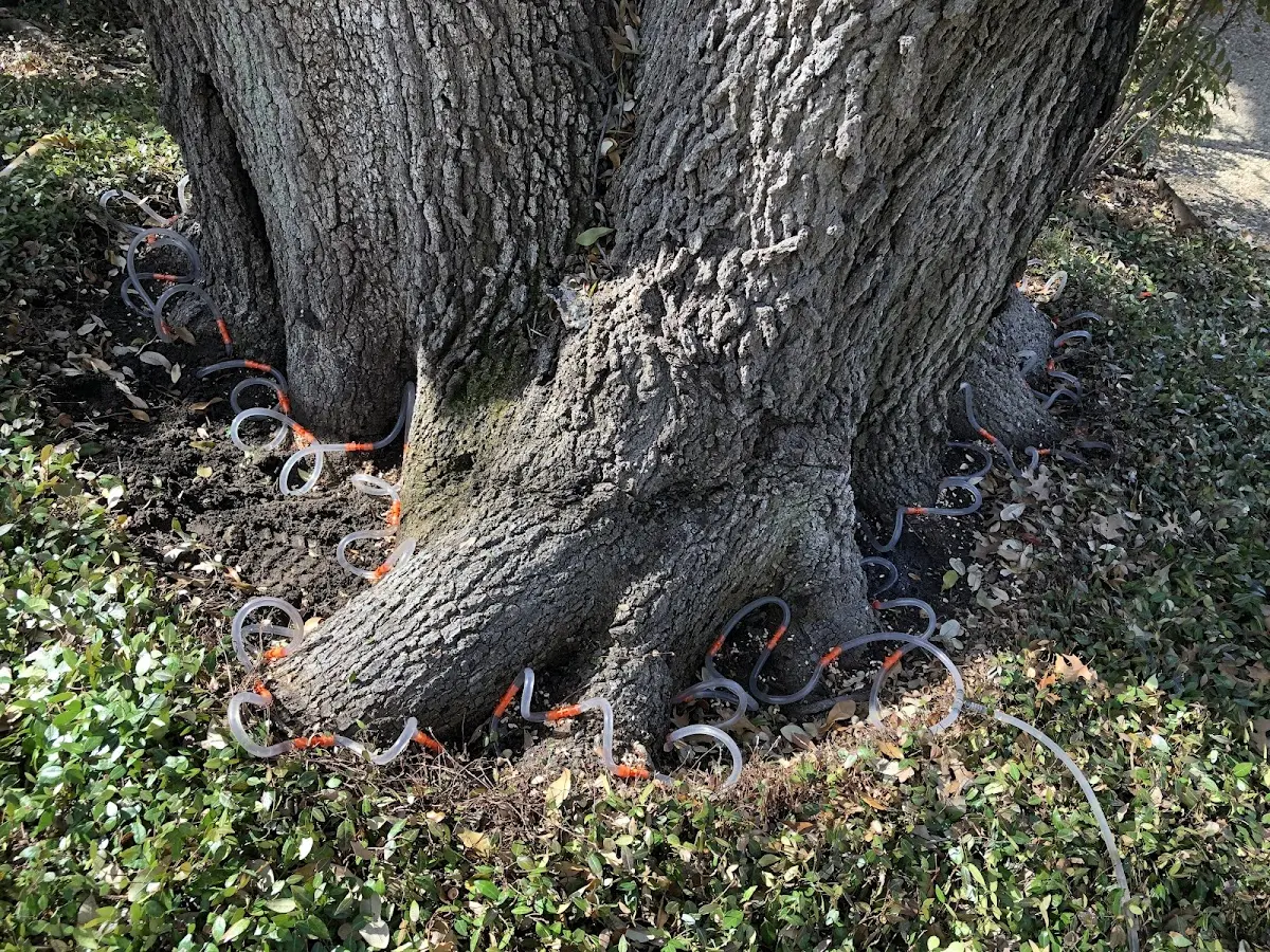 Detailed Tree Cabling and Bracing job site in Dwale